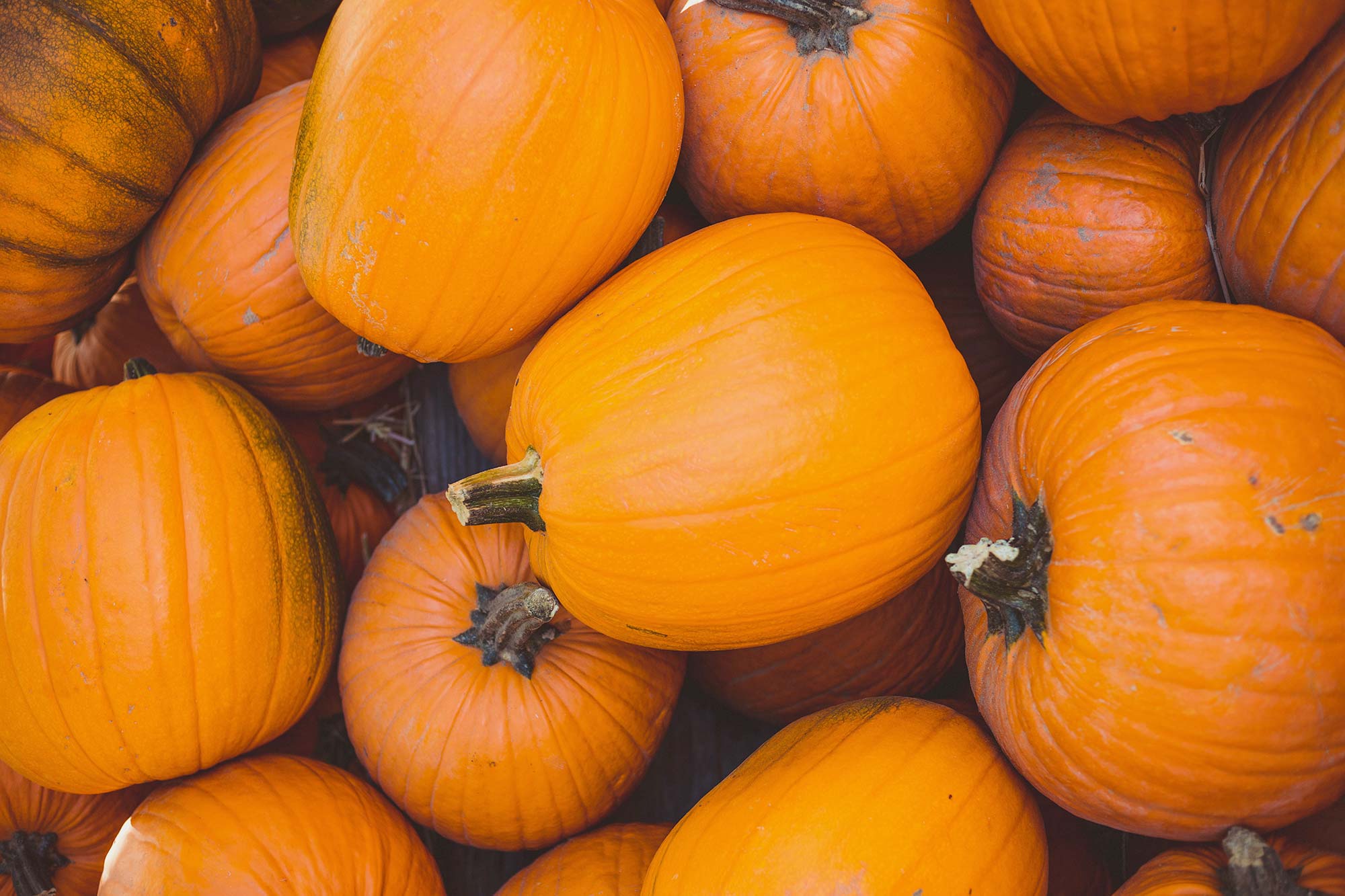 Pumpkin by Jason Leung