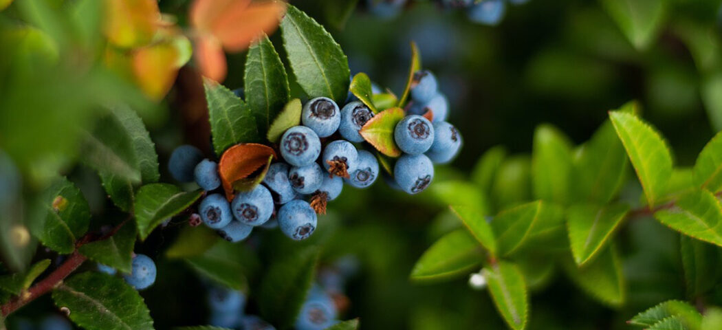 10 Ways to Cook with Blueberries