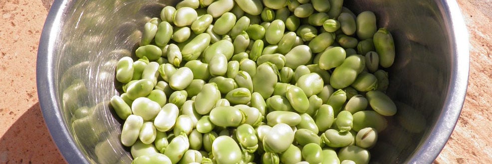 Lima Beans