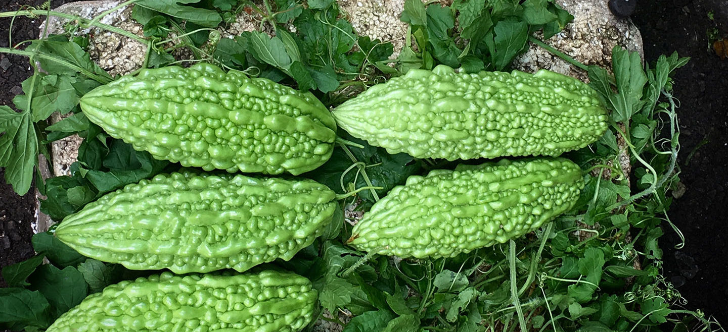 Bitter Melon Have A Plant