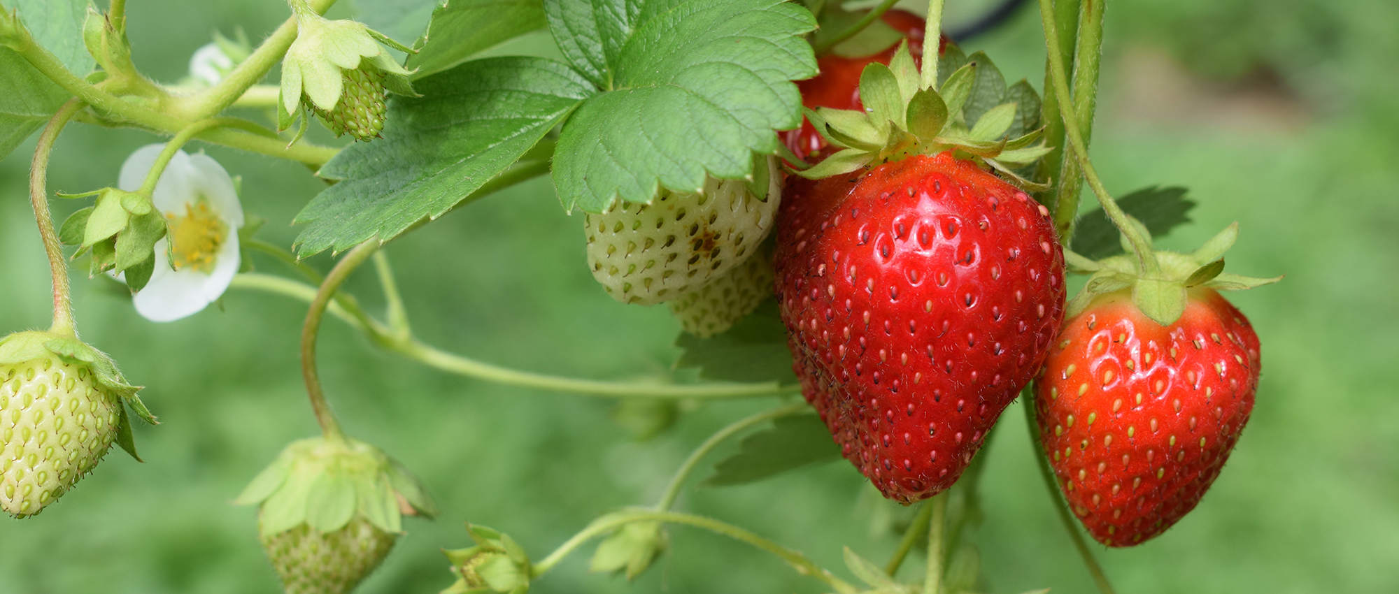strawberries superfood