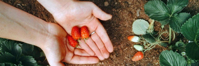 person holding berries in their hands