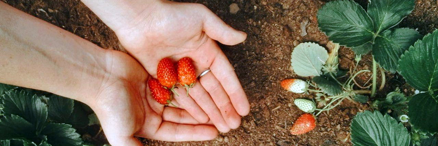 person holding berries in their hands