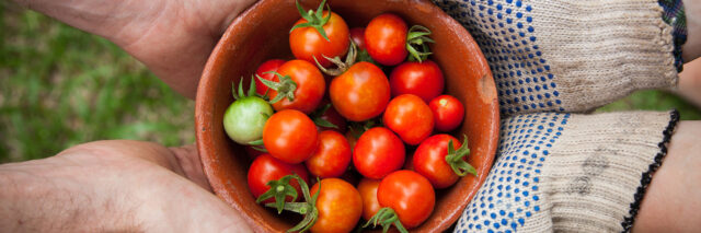 cherry tomatoes in a bowl being handed to a person