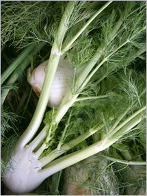 Fennel