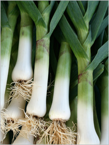 leek