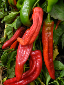 Fruit and Vegetable Database : Anaheim Chilies Nutrition, Storage, Selection, Preparation: Benefits to Health : Fruits And Veggies More Matters.org