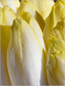 belgian_endive