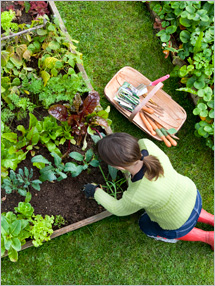 Step 1: Planning Your Vegetable Garden: How to Grow a Vegetable Garden: Fruits And Veggies More Matters.org