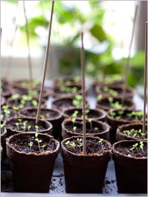 Step 3: Planting Your Vegetable Garden: Starting Your Vegetables Garden: Fruits And Veggies More Matters.org