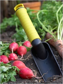 What You Should Plant ... and When:
Starting Your Vegetable Garden: Fruits And
Veggies More Matters.org