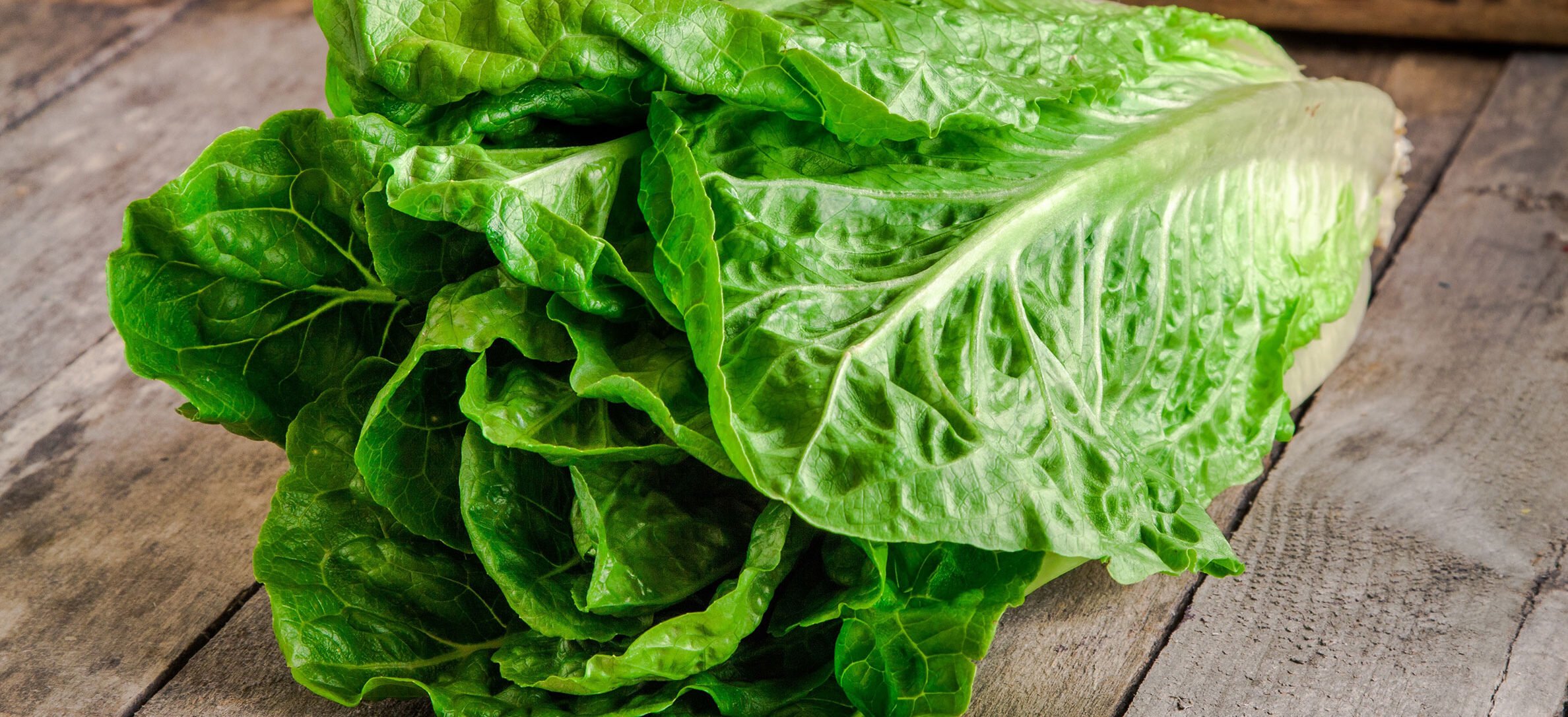 Should I Avoid Eating Romaine Or Other Lettuces Have A Plant