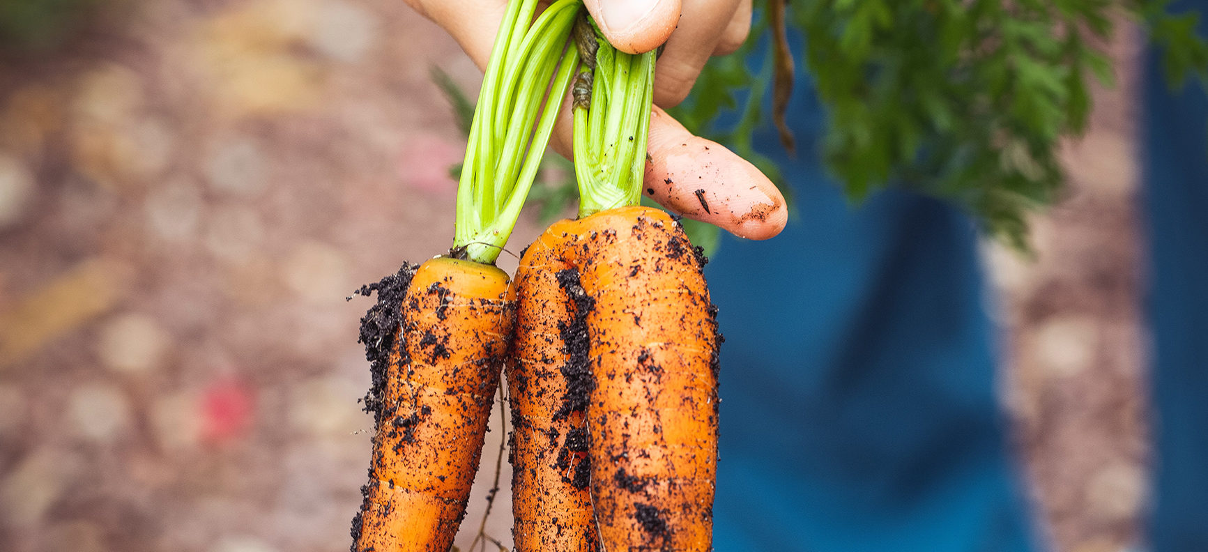 The Good Dirt on Fruits and Vegetables Have A Plant