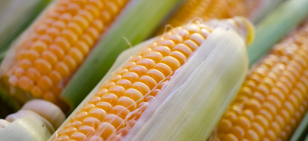 Is corn a vegetable or a grain? - Have A Plant