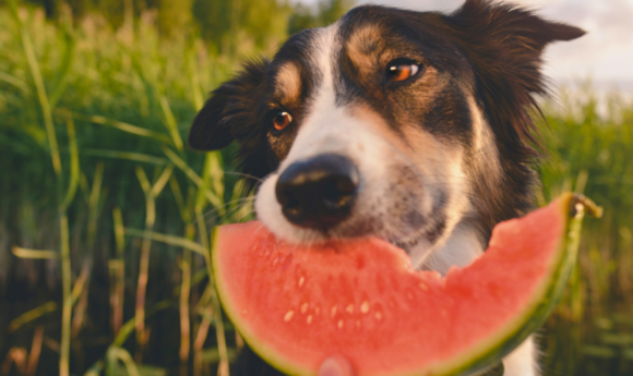 brown and white dog eating a slice of watermelon on a dock by the water